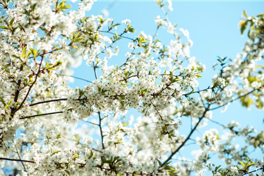 Spring Scenery likening to wellness and financial growth