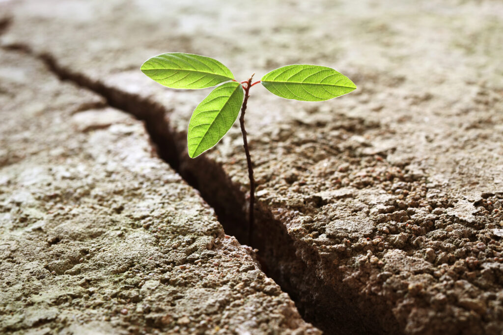 Seed Growing Through Concrete